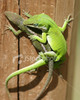 mating lizards