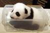 a lovely baby panda