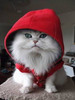 Gangstah Cat