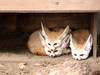 Adorable baby foxes