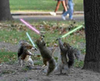 Starwars Squirrels