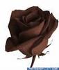 chocolate rose