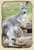Australian native: Kangaroo