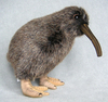 A Stuffed Kiwi Bird