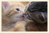 kitty kiss =3