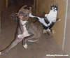 A Kung Fu Kitty