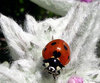 Heart on Wing Lady Beetle