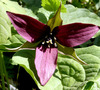 Purple Trillium