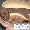 hot dog! 
