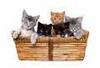 Basket Of Kittens (For Snacking)