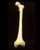 A Femur (For Gnawing)