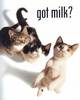 got milk?