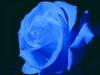 Una Rosa Blu