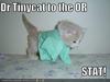 dr tiny cat