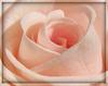 A romantic rose