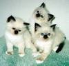 Tripley cute!!