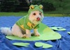frog costume