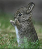 Baby bunny wave :)