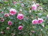 a Hurdals rosebush