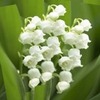 a sweet lily of the valley