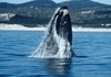 Garden Route whale watching