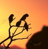 African sunset