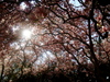 Cherry blossom dreams