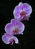 Orquideas Flowers