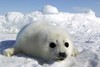 Baby Artic Seal