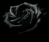 a black rose