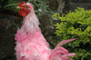 big pink coc... errr... Rooster!