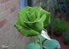 green rose cause im different
