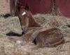 a cute newborn foal