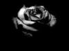 black rose immortal