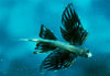 a flying fish