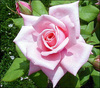 Pink Rose