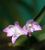 Dendrobium Kingianum