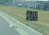 Free Pets!