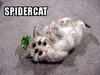 Spidercat