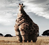 A Fat Giraffe