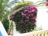 bougainvillea