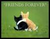 friends forever