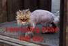 BadHairDayCat