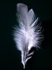 feather of fancy tickling