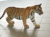 eine kleine Tigerin ;)