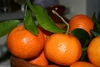 Sweet Oranges for you