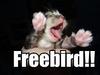 Freebird!!