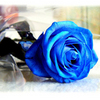 Blue rose