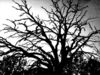 Spookey tree