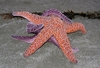 Wanna make Starfish love?